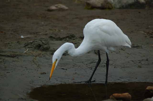 egret at south beach